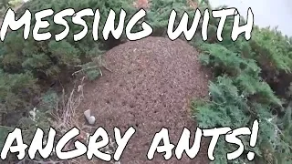 Giant Ant Mound Experiments