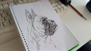 Рисунок Собаки Боксера с 0 за 21 минуту/ Drawing of a Boxer Dog from 0 in 21 minutes