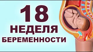 Что происходит с мамой и ребенком на 18 неделе беременности? 4 месяц беременности. Второй триместр.