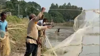 Most Satisfying Cast Net Fishing Video Catch Tons of Fish -Traditional Net Catch Fishing on River P1