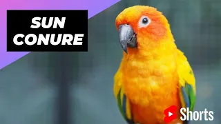 Sun Conure 🦜 One Of The Most Beautiful Parrots In The World #shorts #sunconure #parrot