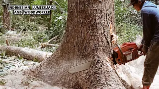 Satisfying Wood !! Cut down a half century old trembesi tree, Husqvarna 3120xp.