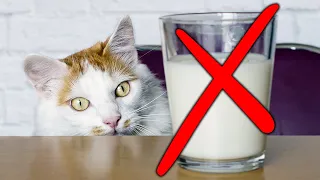 10 RZECZY, KTÓRYCH NIE MOŻESZ DAWAĆ KOTU! Czy kot może pić mleko?