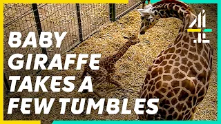 The Beautiful Birth Of A Baby Giraffe | The Secret Life of The Zoo