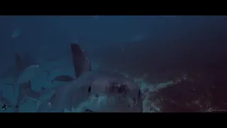 Great White Shark close ups Neptune Islands South Australia