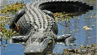 Wife claimed alligator ATE husband - but then she started dating his best friend