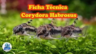 Ficha Técnica Corydora Habrosus (corydora enana manchada)