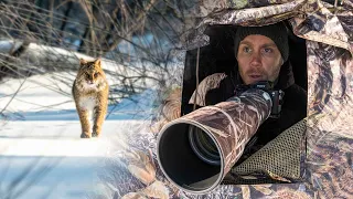 I spotted the elusive bobcat from my photo blind (Maine wildlife vlog)