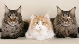 Коты и кошки!ТОПОВАЯ подборка май 2017!Cats and cats! TOP selection may 2017!