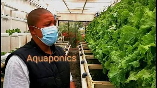 Aquaponic farming at Aquila Game Reserve, Cape Town