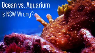 Ocean vs. Reef Aquarium Parameters: A Nitrate and Phosphate Conundrum.