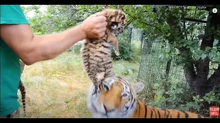 НЕВЕРОЯТНО ! Амурская тигрица принимает чужих детей!