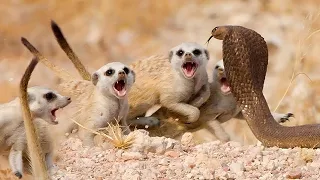 A gang that even COBRAs are afraid of! Meerkats are brave Scorpio hunters!