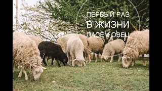 Первый раз в жизни пасем овец.Топим баню. Нужно отдохнуть