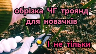 Обрізка ЧГ троянд🌹Ешлі, Аскот, Чандос Бьюті, Барбадос, Корфу, Таїті та незнайомка ✂️