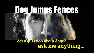 How to Keep Dogs from Jumping a Fence - ask me anything - Dog Training and Safety