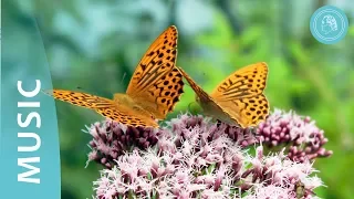 Dance of the Butterfly - Meditation Music and Nature Photos - by Bruno Gröning Friends