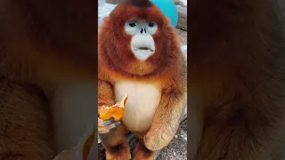 Monkey funny voice reaction New video