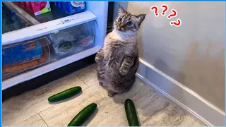 Compilation Of Funny Cats And Kittens For A Good Mood! 😸 🙀 troublemakers! 🐈 Funny Town