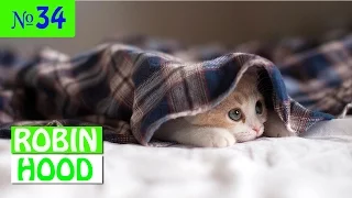 ПРИКОЛЫ 2017 с животными. Смешные Коты, Собаки, Попугаи // Funny Dogs Cats Compilation. Февраль №34