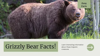 Bear Necessities: Grizzly Bear Fun Facts!