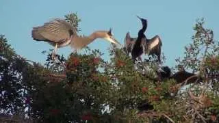 Great Blue Heron Nesting & Anhinga Fight