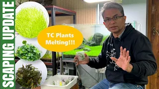 Stop TC plants from melting with these 3 TIPS