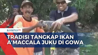 Tradisi Turun Temurun Tangkap Ikan Amaccala Juku di Gowa, Sulsel