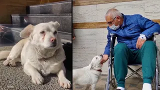 Faithful Dog Waits Outside Hospital for Owner