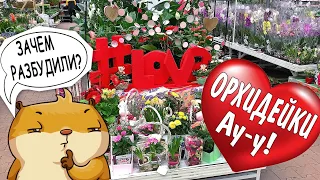 День #LOVE. ОБИ-ПРИВОЗ ОРХИДЕЙ к празднику 14 февраля. "Хомяк" взгрустнул. Быстрорастворимая уценка.