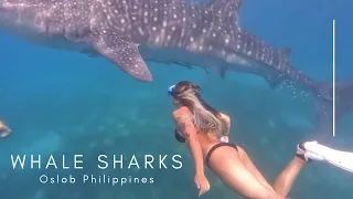 Swimming with whale sharks, Oslob, Cebu Philippines | Esthercwy