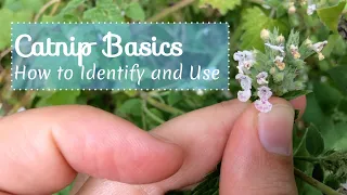 Catnip Basics: How to Identify and Use