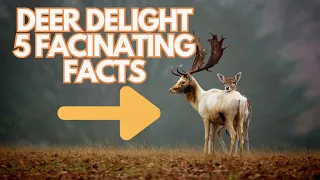 Deer Delight_ 5 Fascinating Facts You Must Know