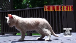 Rasta Thinks A Cat Is Possessed | Vampire Cats