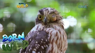 Born to be Wild: Treating an injured Philippine serpent eagle