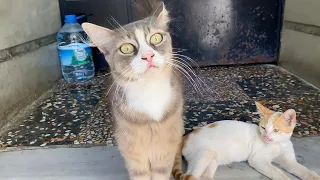 Very cute cats living on the street. One of the most beautiful animals in the world. Part 2 😍