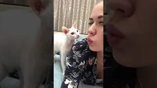 Cat Slapped  || ViralHog