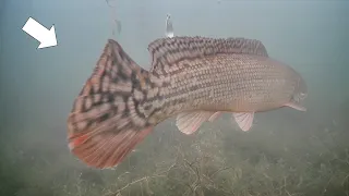 Rare Fish Sighting! Ice Fishing Early Ice (Multi Species)