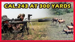 EP84|| CAL 243 AT 300 YARDS ..HUNTING EASTERN CAPE SOUTH AFRICA