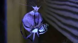 time-lapse: spider egg sac