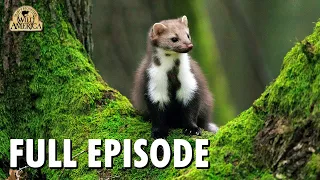 Wild America | S7 E3 'Meet the Marten' | Full Episode | FANGS