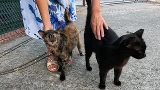 Suddenly, four cats surrounded me with their cute meows