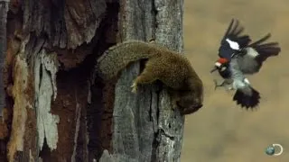 Woodpecker Fends Off Squirrel | North America