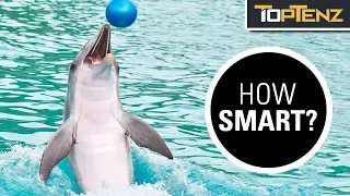 10 Mind Blowing Facts About Dolphin Intelligence