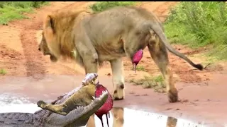 Tragic! Lion Lost One Leg Due To Crocodile Surprise Attack When Crossing The River Harsh Life Begin