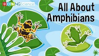 All About Amphibians