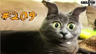 КОТЫ 2018 Смешные коты приколы с котами до слез – Смешные кошки – Funny Cats