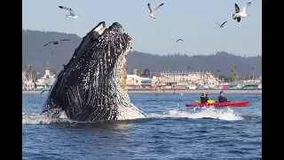 7 Unbelievable Humpback Whale Moments Captured on Video [Updated]