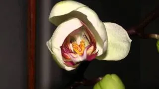 Floraison Orchidée 1