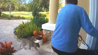 INSANE! Rabid Bobcat Attacks Woman And Her Dog!!